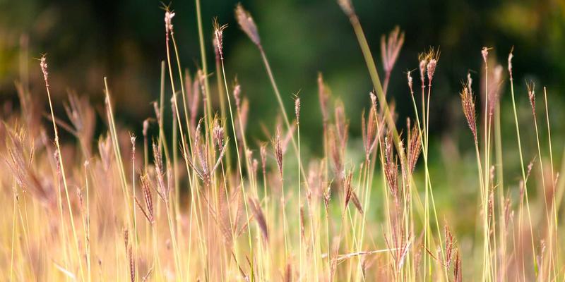 文化传播与品牌策划双轮驱动：河南博雅通如何领跑职业资格认证培训市场
